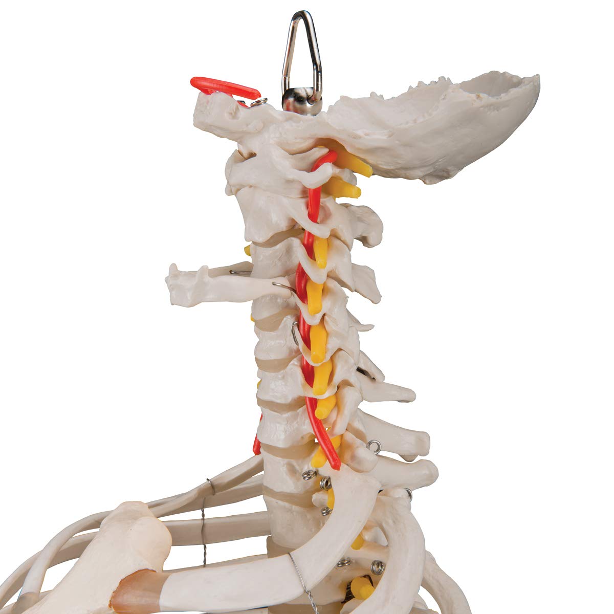 3b-scientific-klassische-flexible-wirbels-ule-mit-brustkorb-lebensgro-beweglich image 5