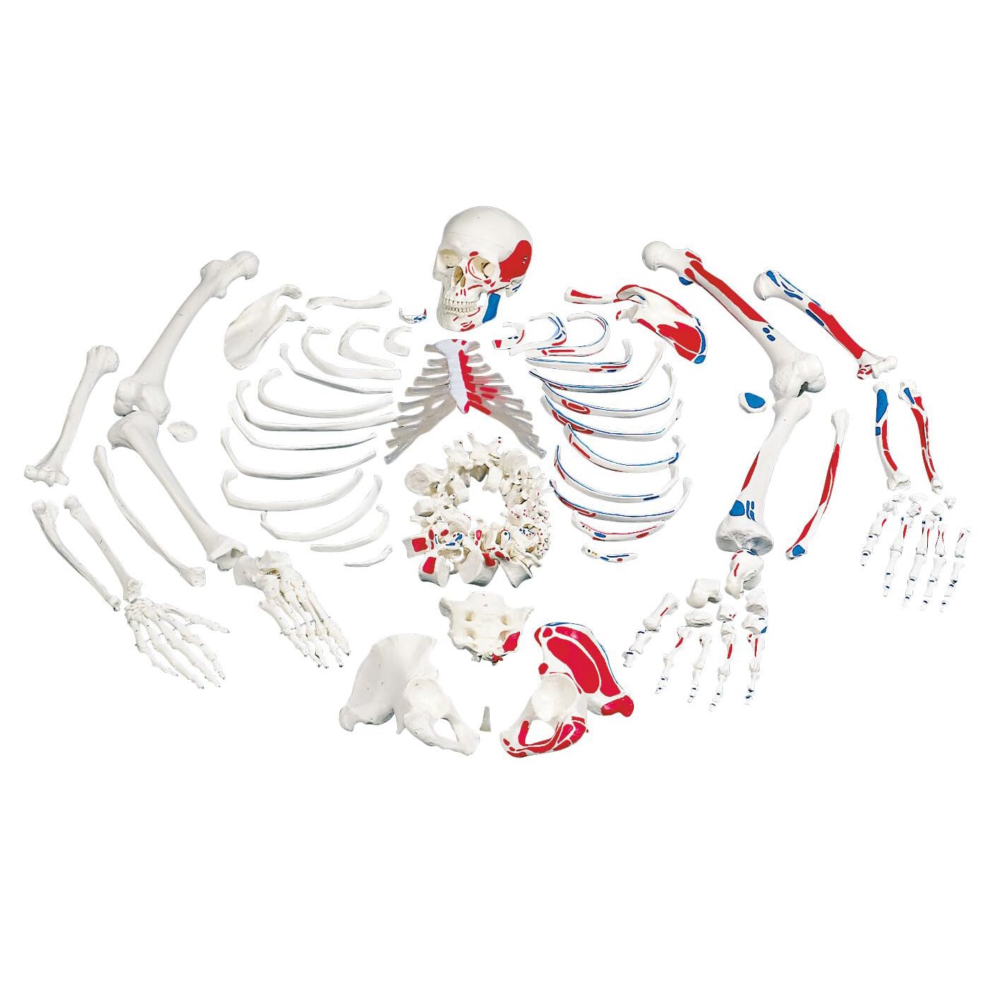3b-scientific-unmontiertes-skelettmodell-mit-muskelmarkierungen-lebensgro-auf-dr image 1