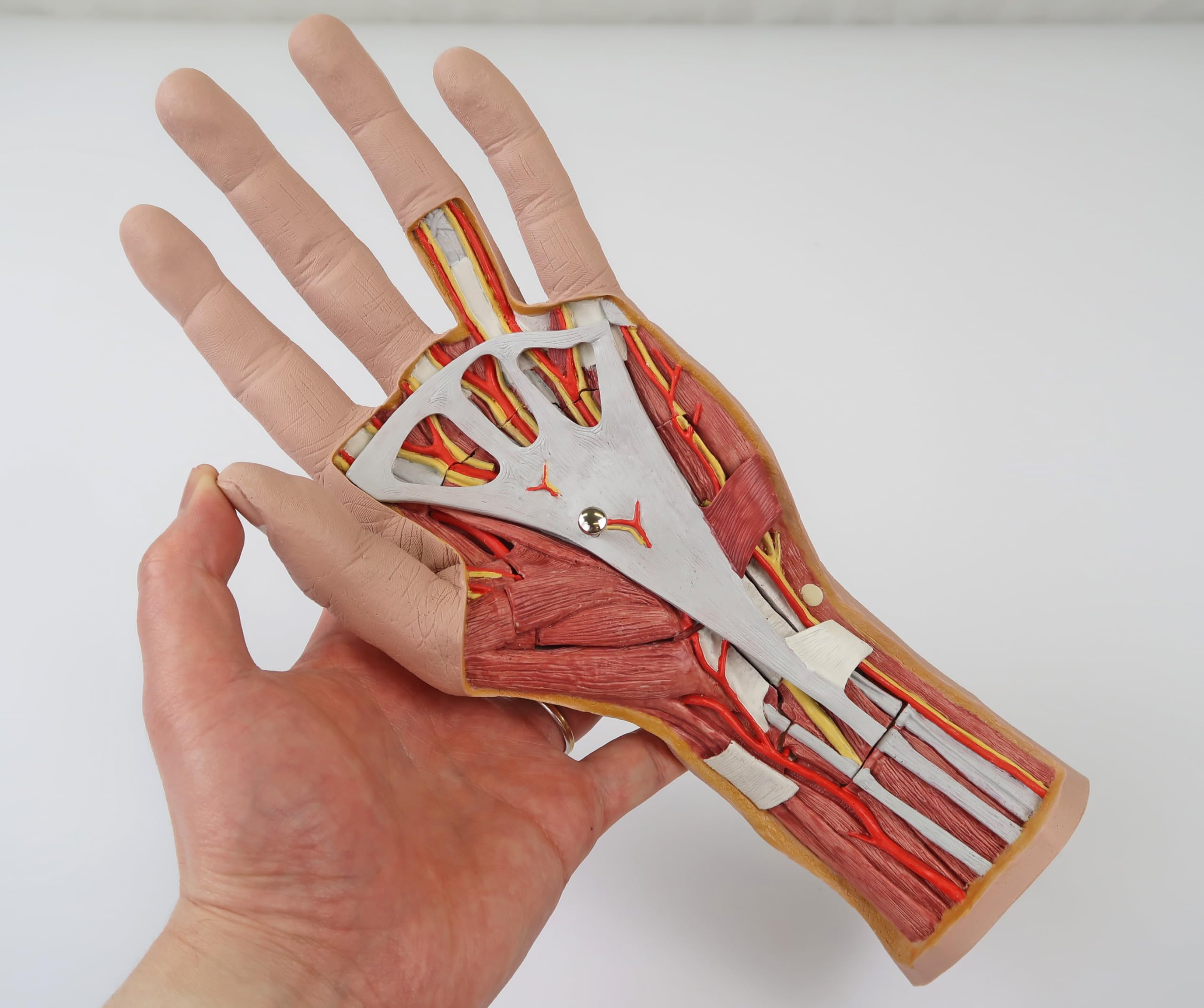3b-scientific-hand-struktur-modell-3-teilig-mit-muskeln-und-gef-en image 2