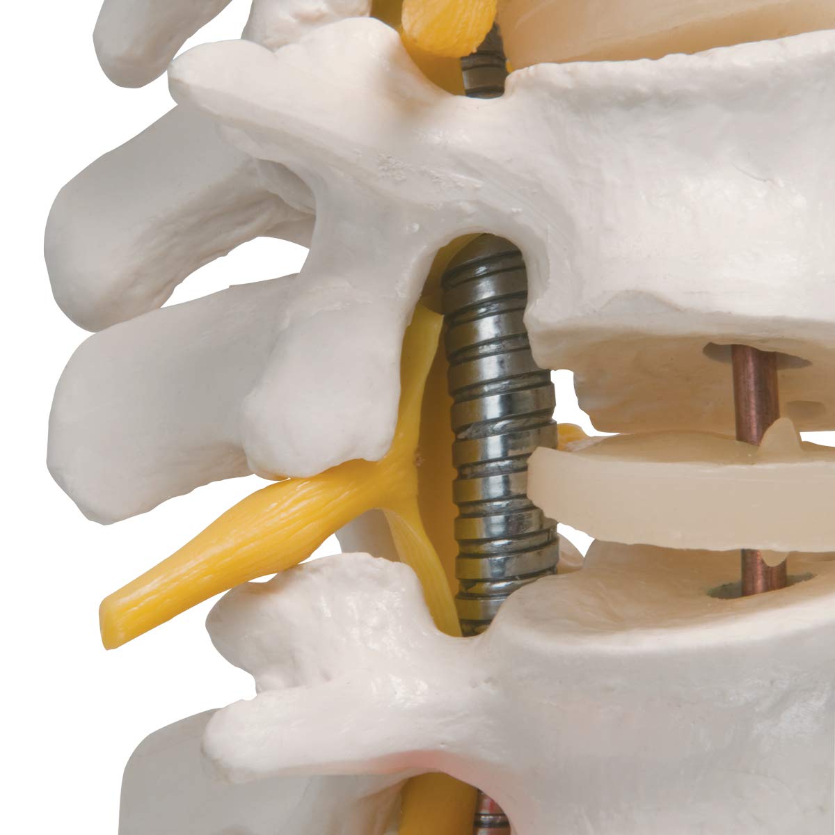 3b-scientific-flexible-wirbels-ule-f-r-starke-beanspruchung-3b-smart-anatomy-app image 4