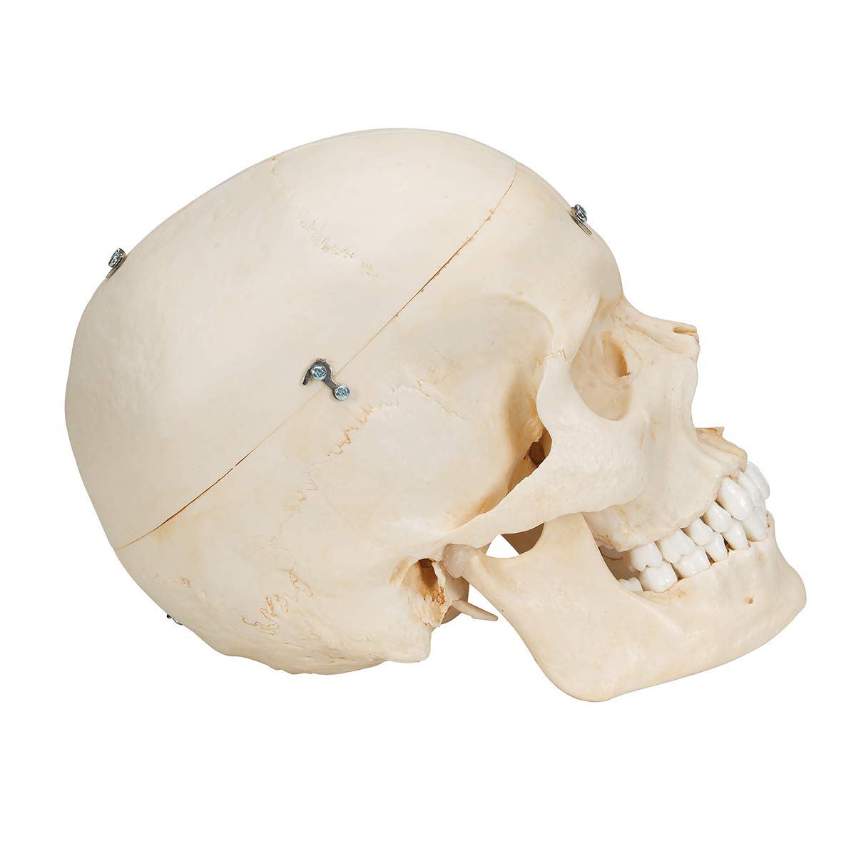 3b-scientific-bonelike-sch-delmodell-6-teilig-lebensgro-mit-mediansagittalschnit image 3