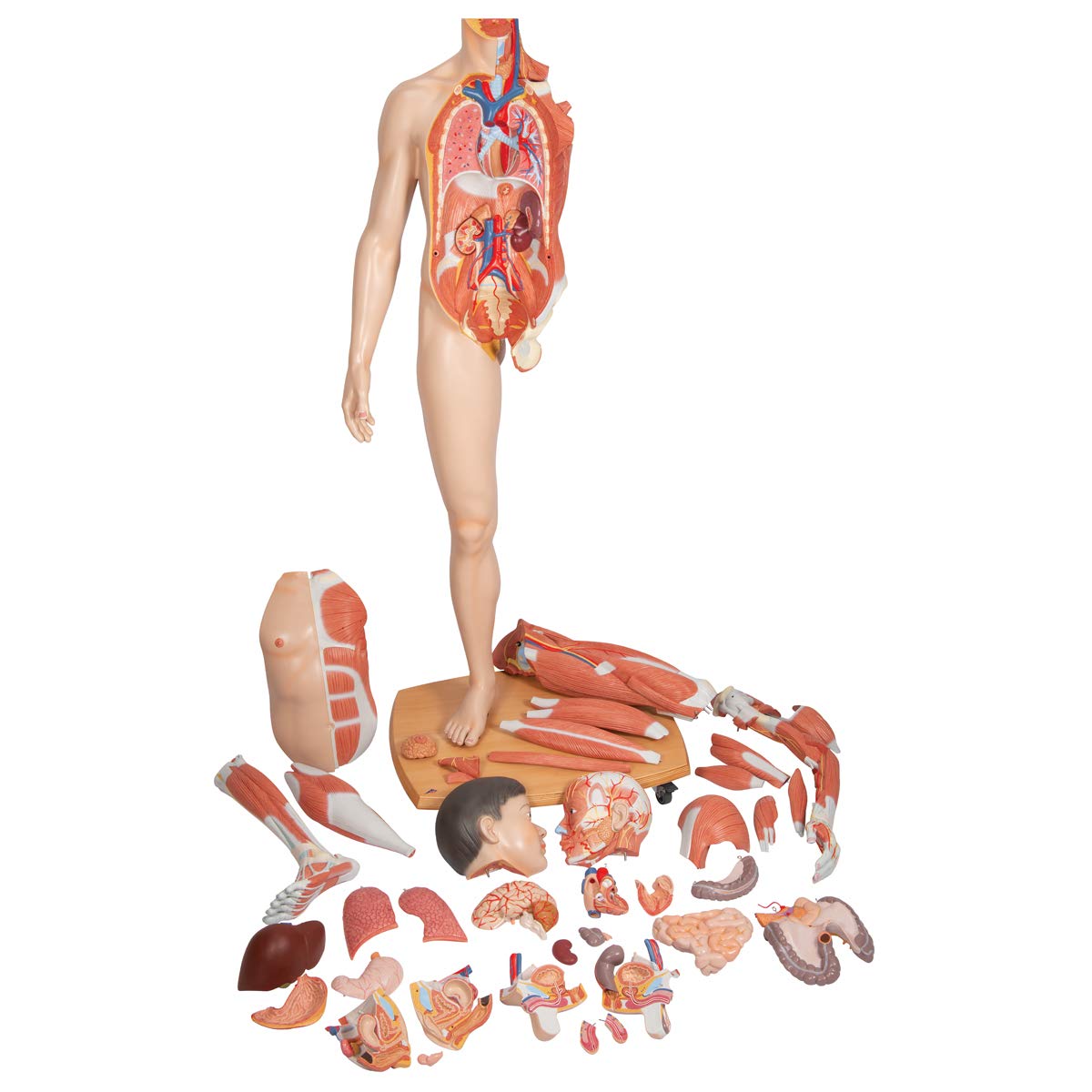 3b-scientific-muskelfigur-asiatisch-lebensgro-zweigeschlechtig-39-teilig-smart-a image 5