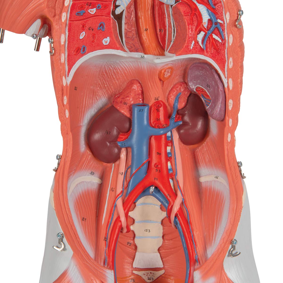 3b-scientific-weibliche-muskel-figur-lebensgro-21-teilig-humananatomie-modell-mi image 5