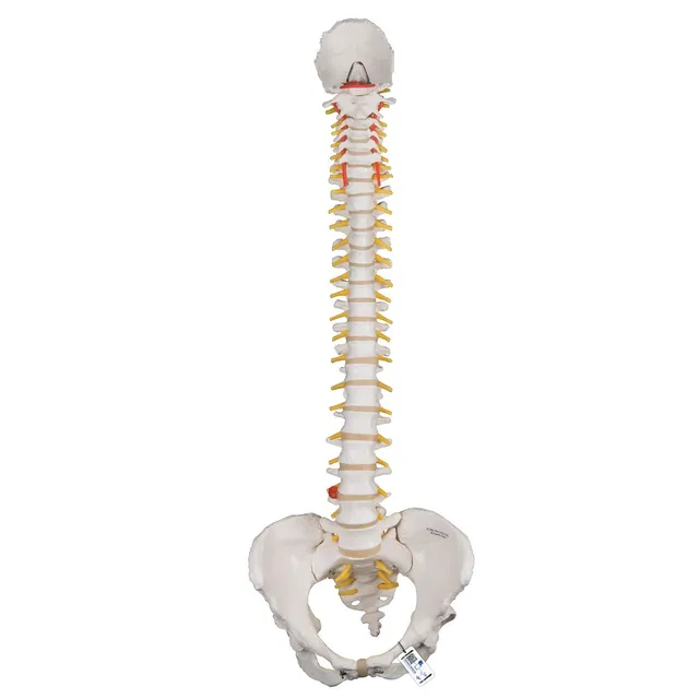 3b-scientific-flexibles-wirbels-ulenmodell-klassik-mit-weiblichem-becken-pvc-sma image 1