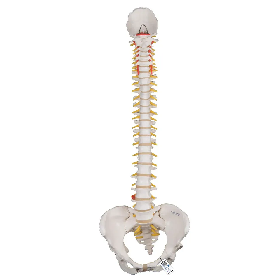 3b-scientific-flexibles-wirbels-ulenmodell-klassik-mit-weiblichem-becken-pvc-sma image 1