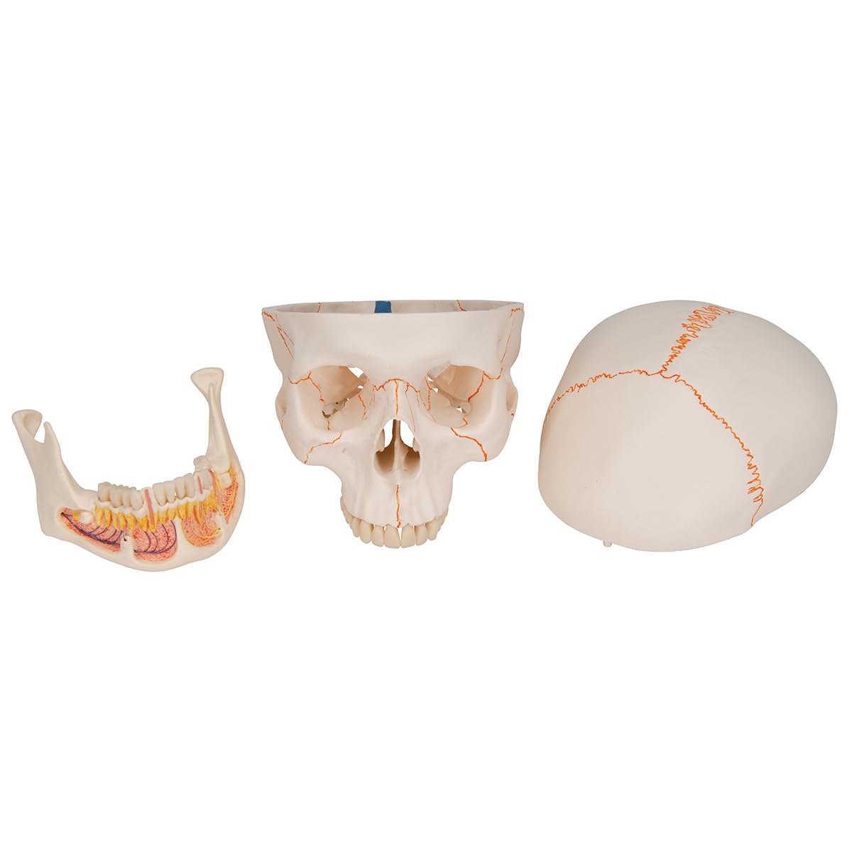 3b-scientific-klassisches-sch-delmodell-3-teilig-lebensgro-mit-kiefer image 4