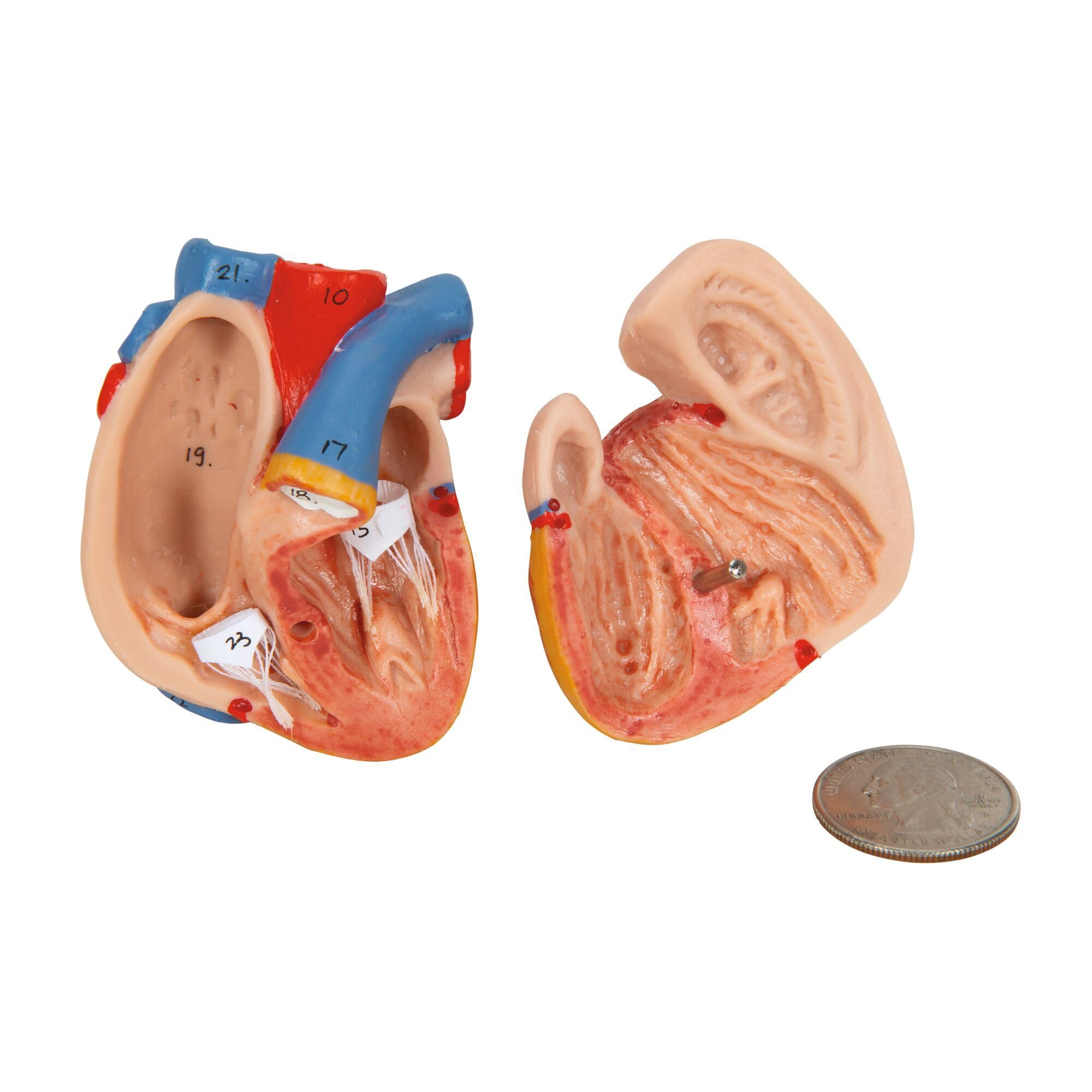 3b-scientific-schultergelenk-mit-rotatorenmanschette-lebensgro-es-anatomiemodell image 6