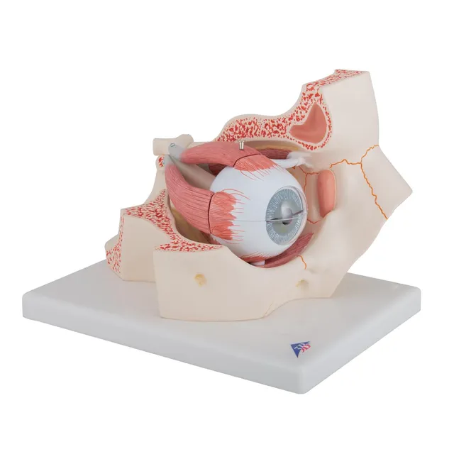 3b-scientific-auge-in-augenh-hle-augenmodell-3-fache-gr-e-7-teilig-auf-sockel image 1