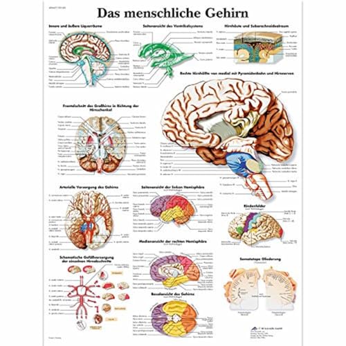 3b-scientific-lehrtafel-das-menschliche-gehirn-laminiertes-anatomie-poster-50x67 image 4