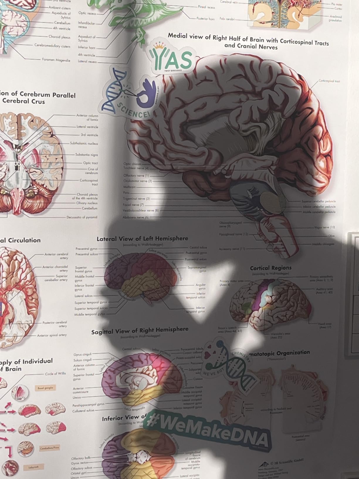 Super für Neuro-Vorlesung