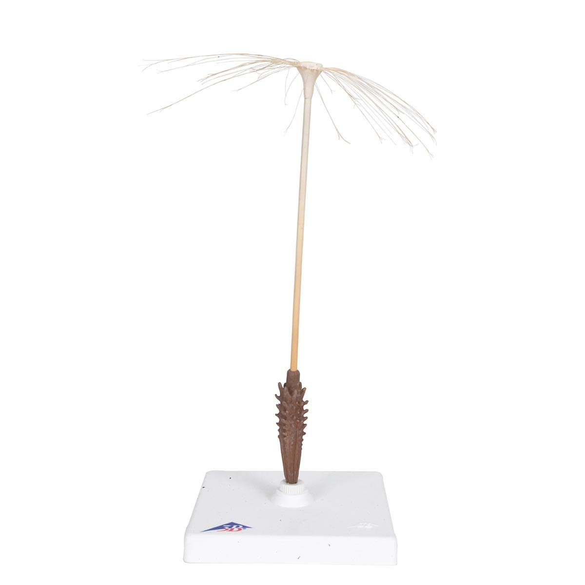 3b-scientific-l-wenzahnbl-te-taraxacum-officinale-modell-botanik image 3