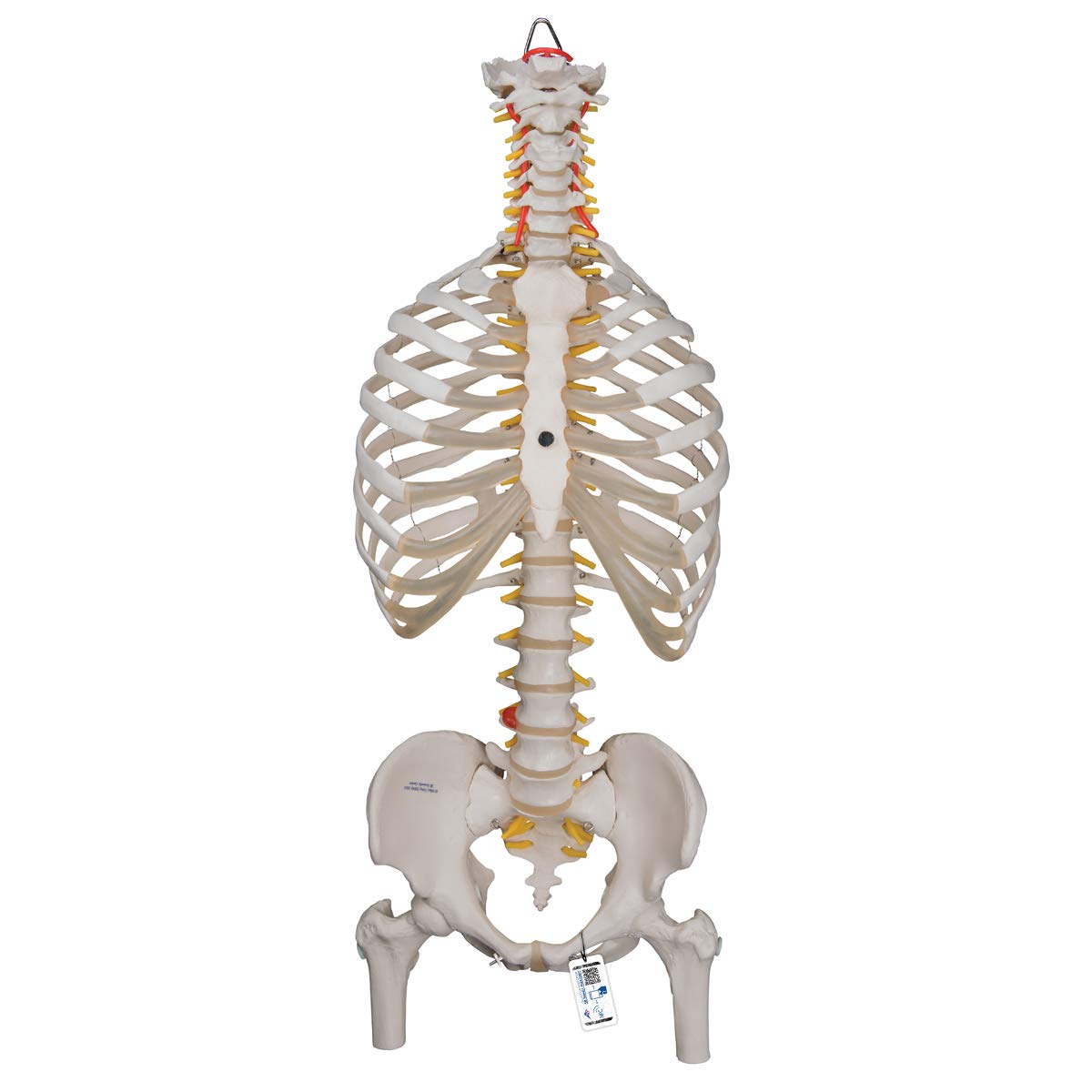 3b-scientific-klassische-flexible-wirbels-ule-mit-brustkorb-lebensgro-beweglich image 1