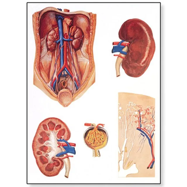 3b-scientific-menschliche-anatomie-lehrtafel-die-niere-poster-84-x-200-cm image 1