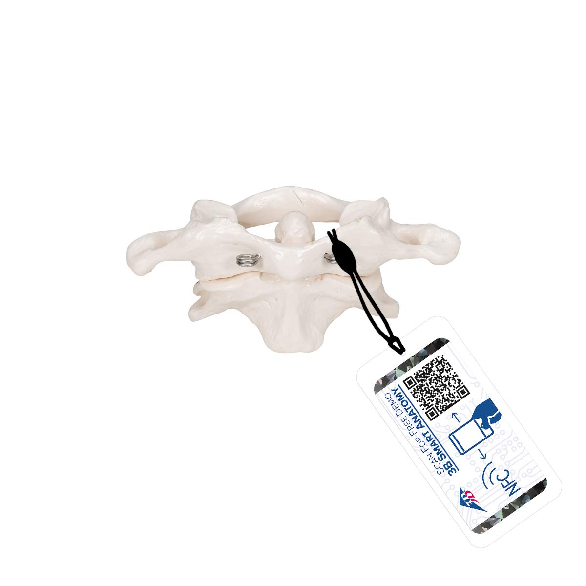 3b-scientific-atlas-und-axis-a71-montiert-halswirbel-modell-mit-smart-anatomy-ap image 1