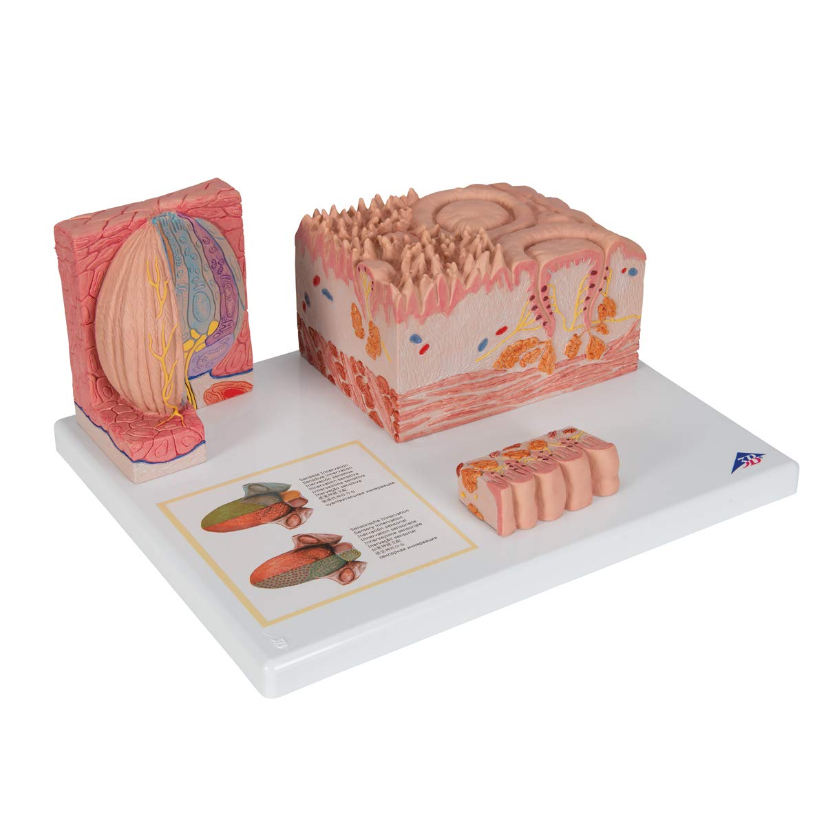 3b-scientific-microanatomy-zunge-modell-mit-3b-smart-anatomy-app image 2
