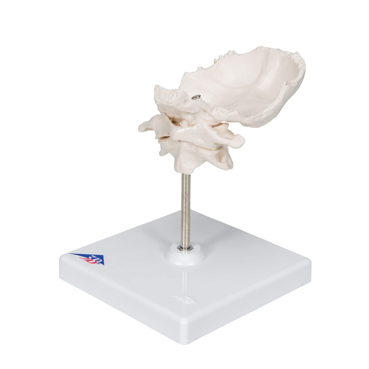 3b-scientific-atlas-und-axis-mit-hinterhauptschuppe-0-3-kg-smart-anatomy-app image 5