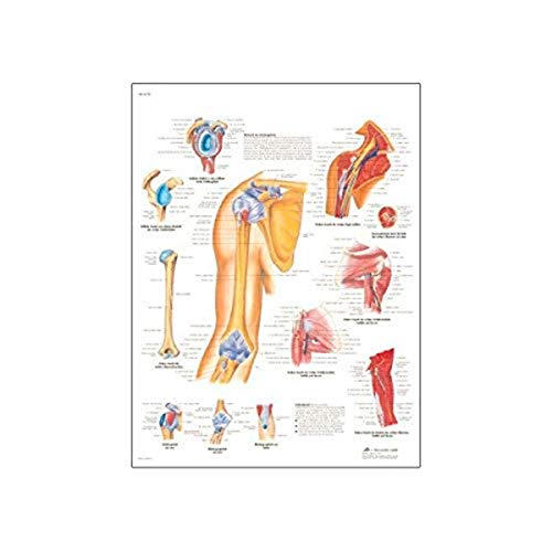 3b-scientific-tafel-schulter-ellbogen-anatomie-pathologie-poster-laminiert-50x67 image 4
