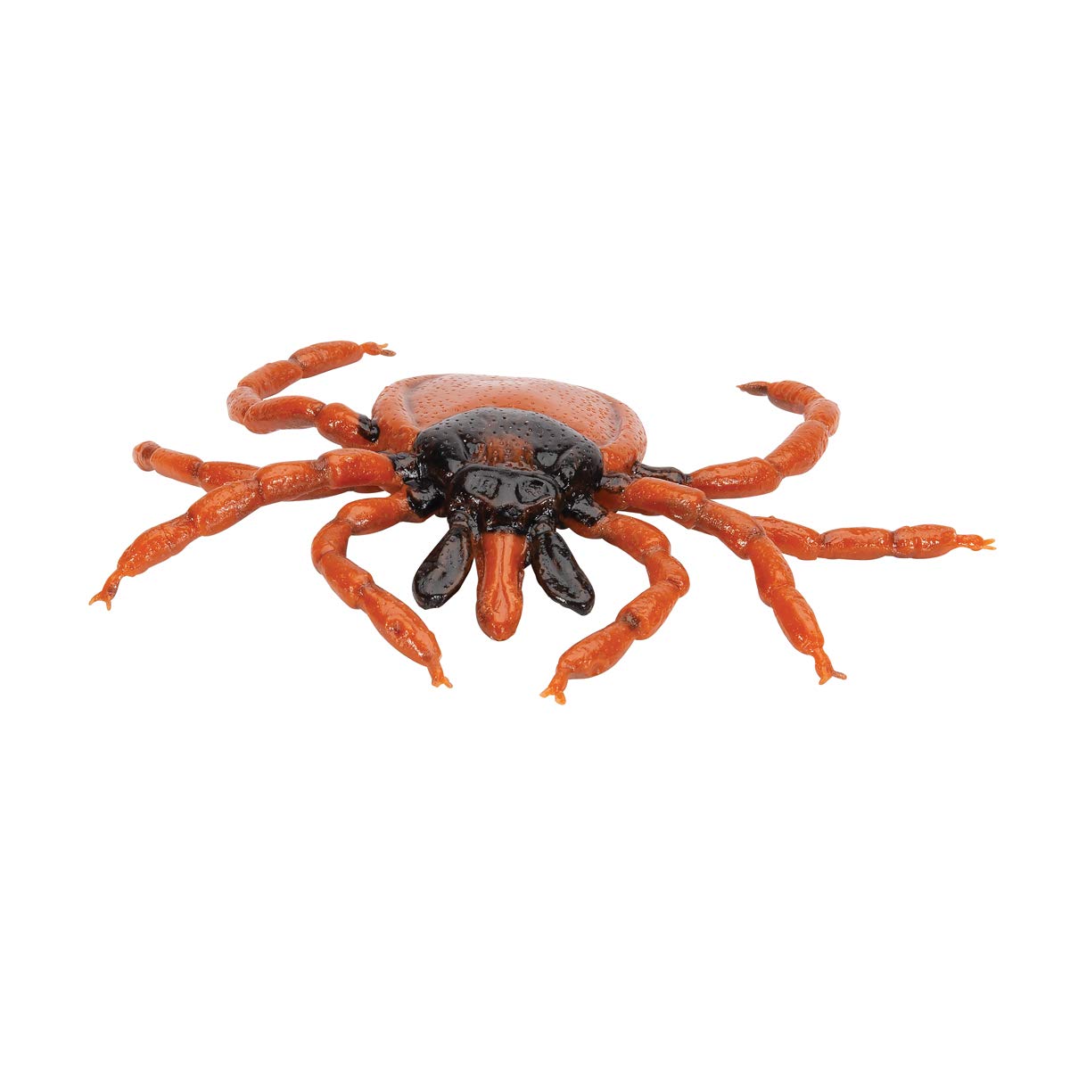 3b-scientific-gemeiner-holzbock-ixodes-ricinus-modell-biologie image 4