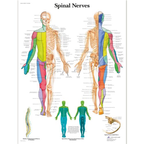 3b-scientific-lehrtafel-wirbels-ulennerven-anatomie-poster-50-x-67-cm image 4