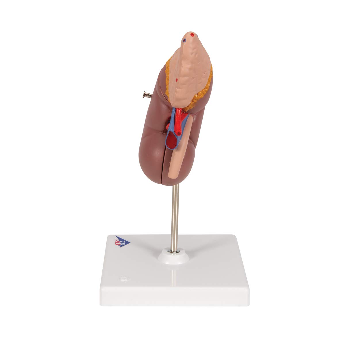 3b-scientific-k12-nierenmodell-mit-nebenniere-und-stativ-3b-smart-anatomy-app image 5