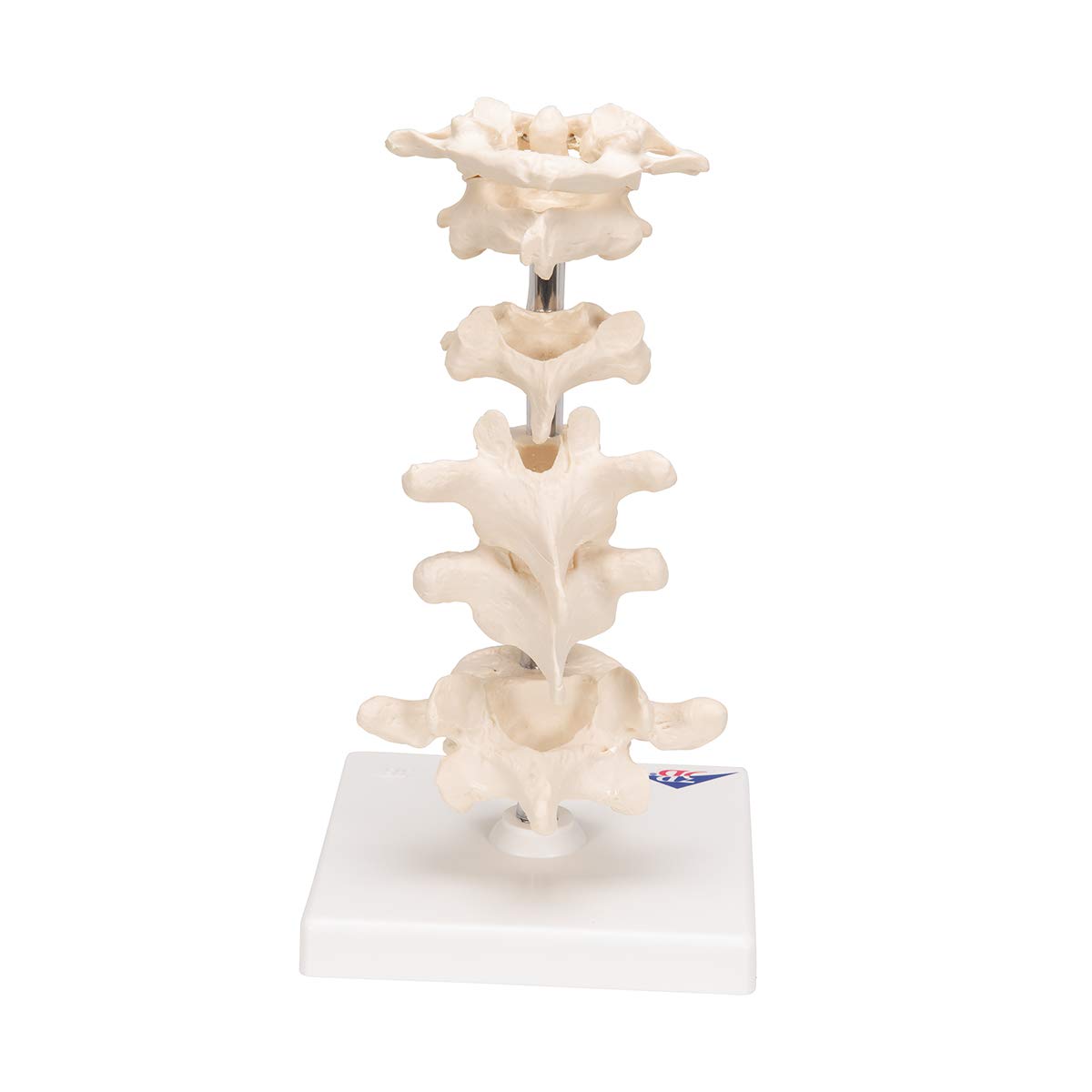 3b-scientific-6-modellwirbel-auf-stativ-22-cm-smart-anatomy-app image 4