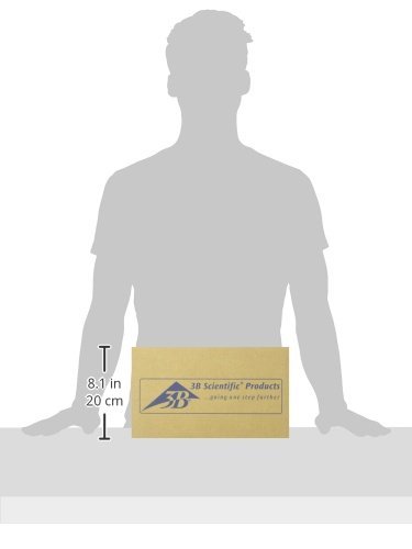 3b-scientific-mini-wirbels-ulenmodell-elastisch-3b-smart-anatomy-app image 3