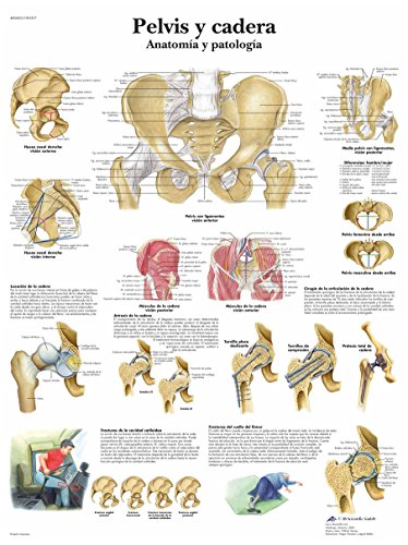 3b-scientific-lehrtafel-h-fte-anatomie-und-pathologie-vr3172uu-poster-50x67-cm image 3