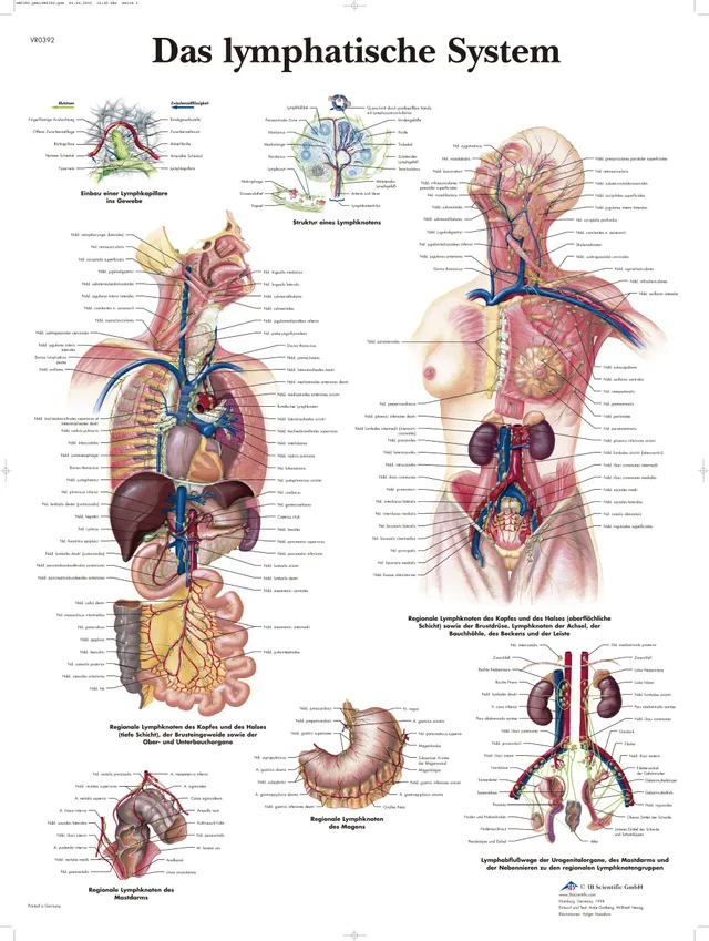 3b-scientific-lehrtafel-das-lymphatische-system-laminiert-50-x-67-cm image 1