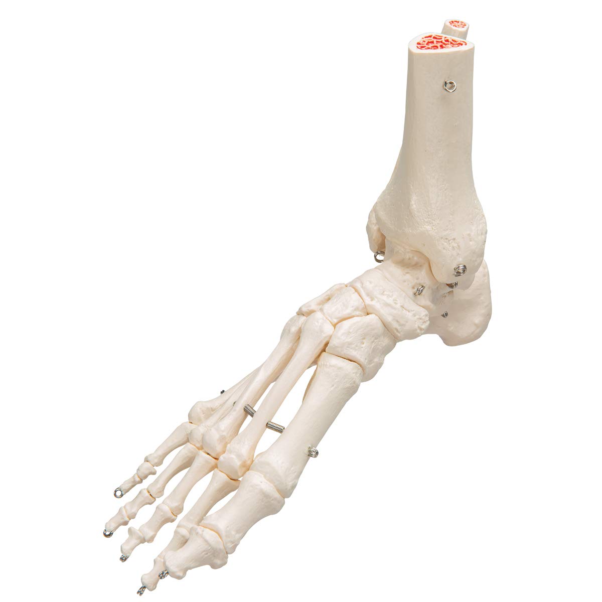 3b-scientific-a31-fu-und-sprunggelenk-skelettmodell-3b-smart-anatomy image 3