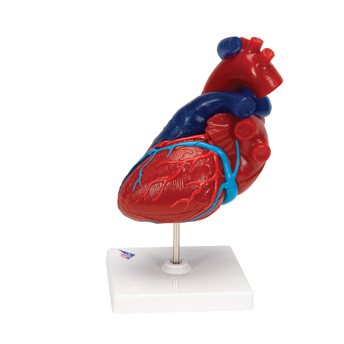 3b-scientific-herzmodell-lebensgro-5-teilig-didaktisch-smart-anatomy-app image 5