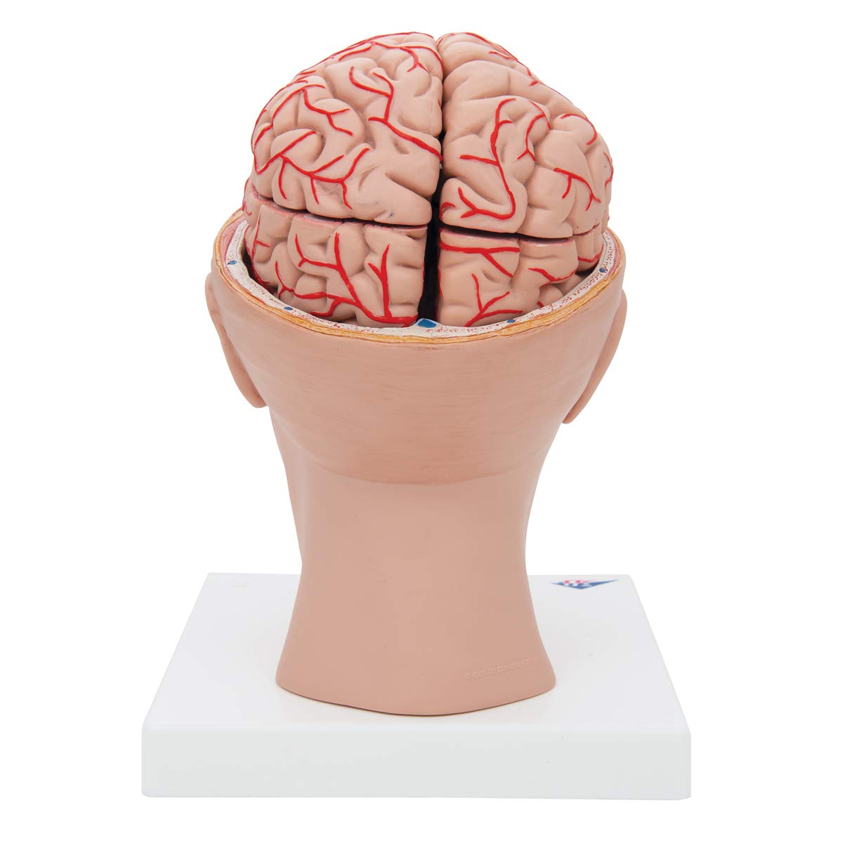 3b-scientific-menschliches-gehirnmodell-mit-arterien-auf-kopfbasis-8-teilig-lebe image 3
