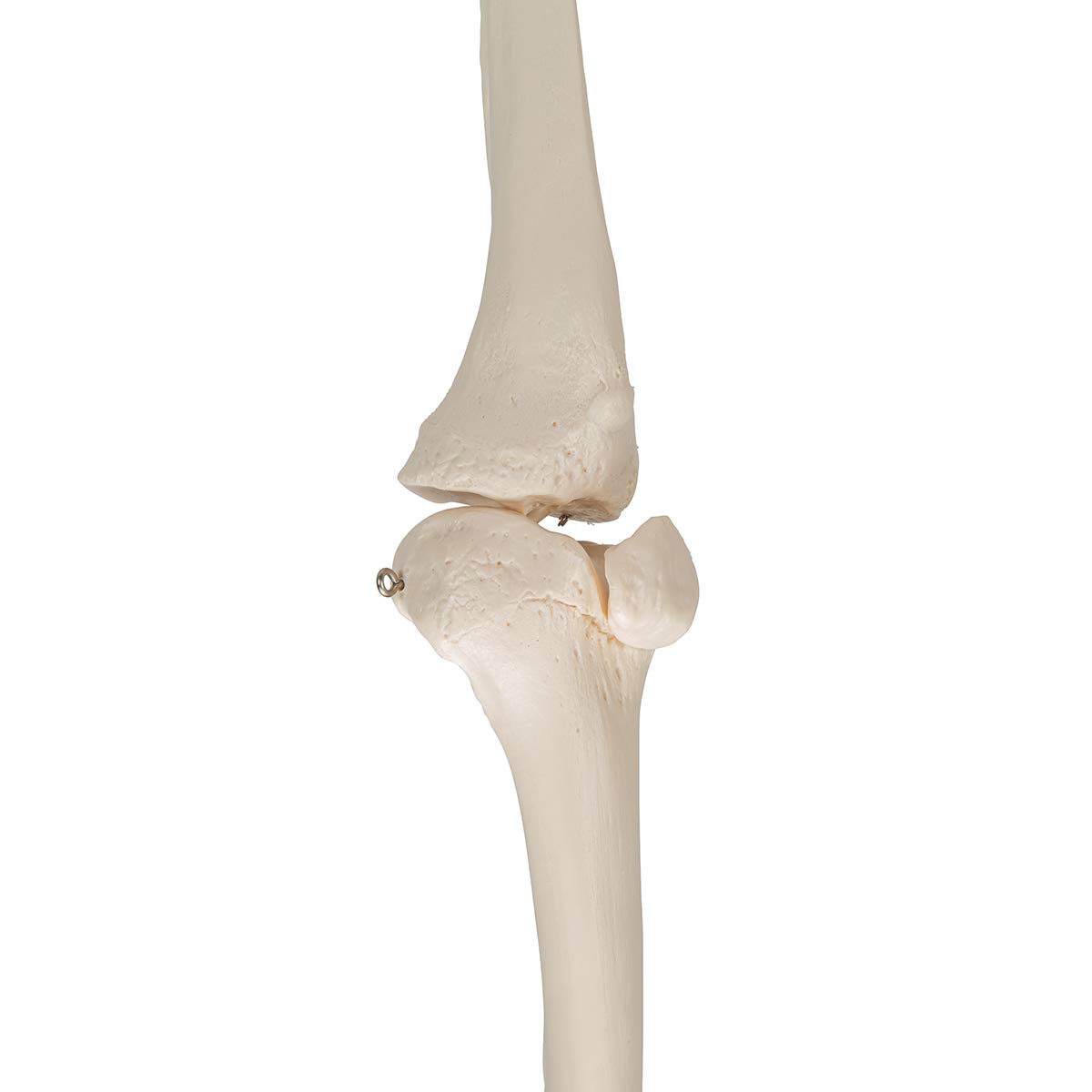 3b-scientific-beinskelett-mit-fu-lebensgro-es-anatomiemodell-smart-anatomy-app image 4