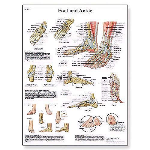 3b-scientific-vr1176uu-anatomie-poster-fu-und-fu-gelenke-50-8-x-66-cm-unlaminier image 4