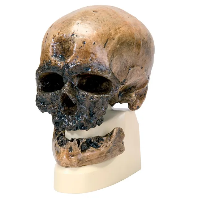 3b-scientific-sch-delreplikat-homo-sapiens-cro-magnon-mit-sockel image 1
