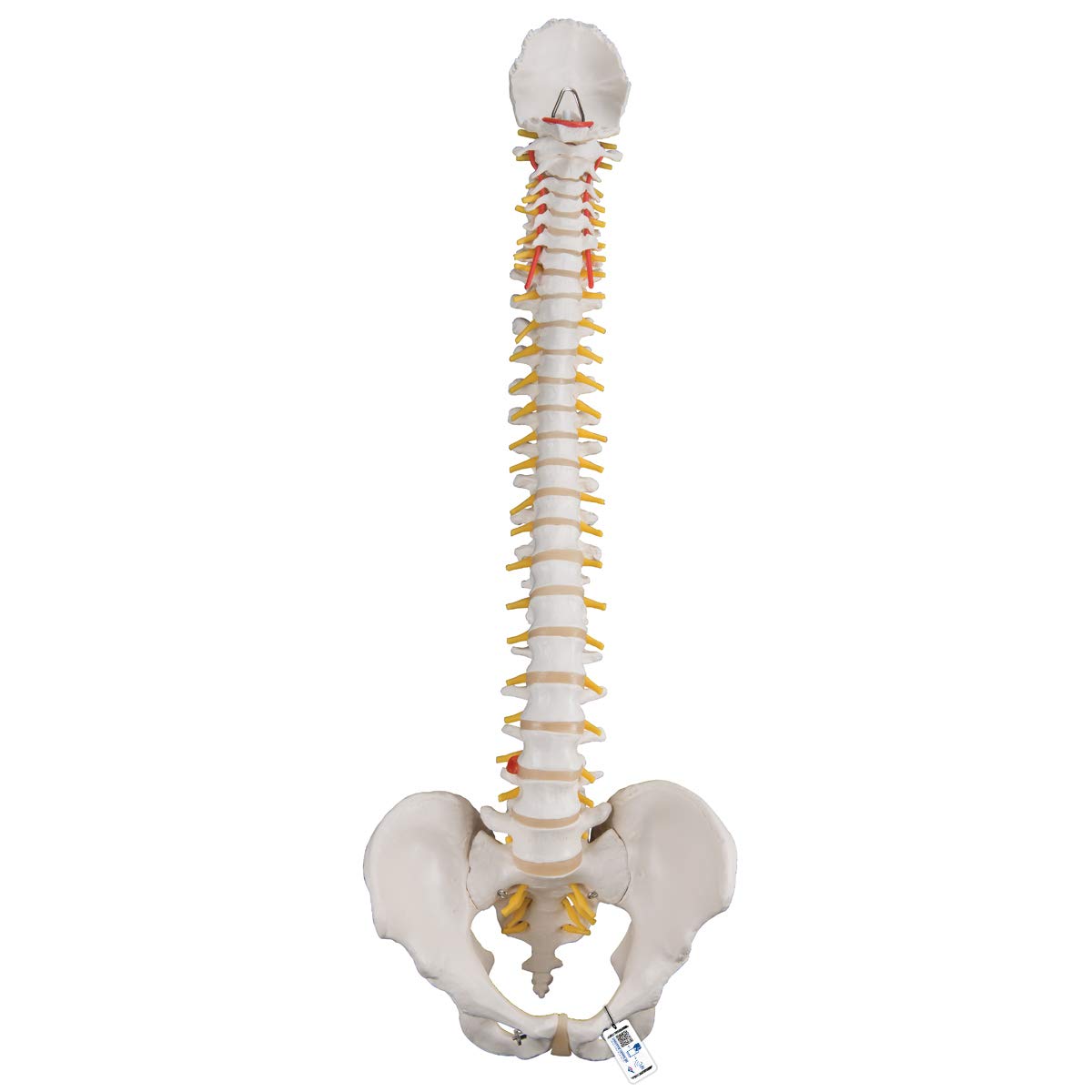 3b-scientific-flexibles-wirbels-ulenmodell-lebensgro-mit-bandscheibenvorfall-bec image 1