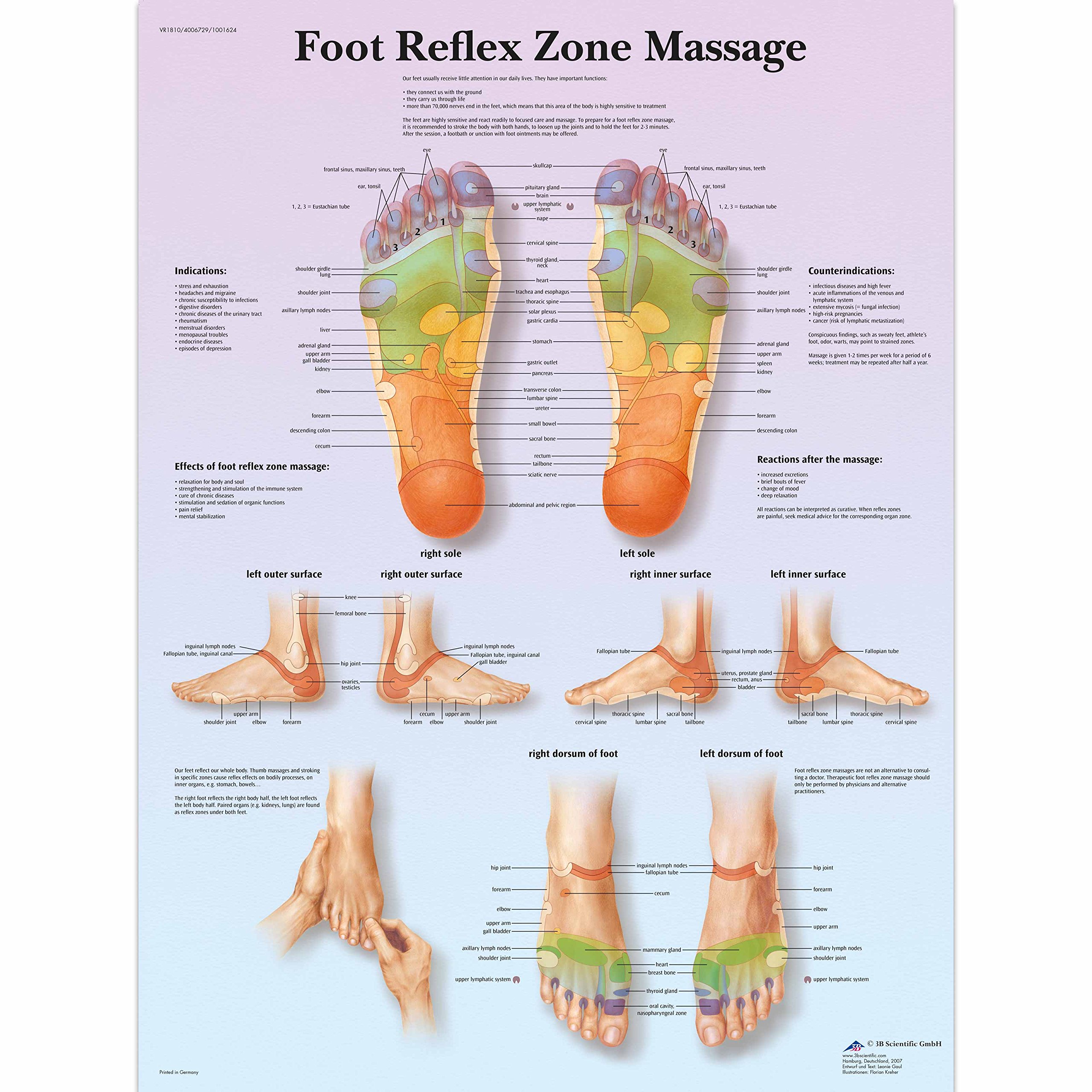 3b-scientific-fu-reflexzonenmassage-vr1810l-laminierte-lehrtafel image 2