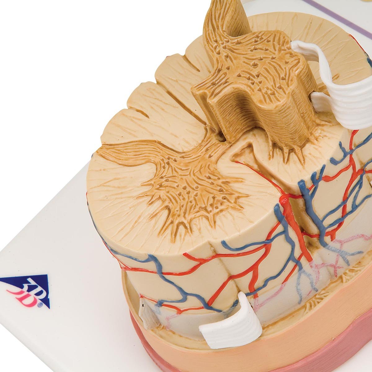 3b-scientific-r-ckenmarkmodell-vergr-ert-mit-nerven-gef-en-smart-anatomy-app image 2