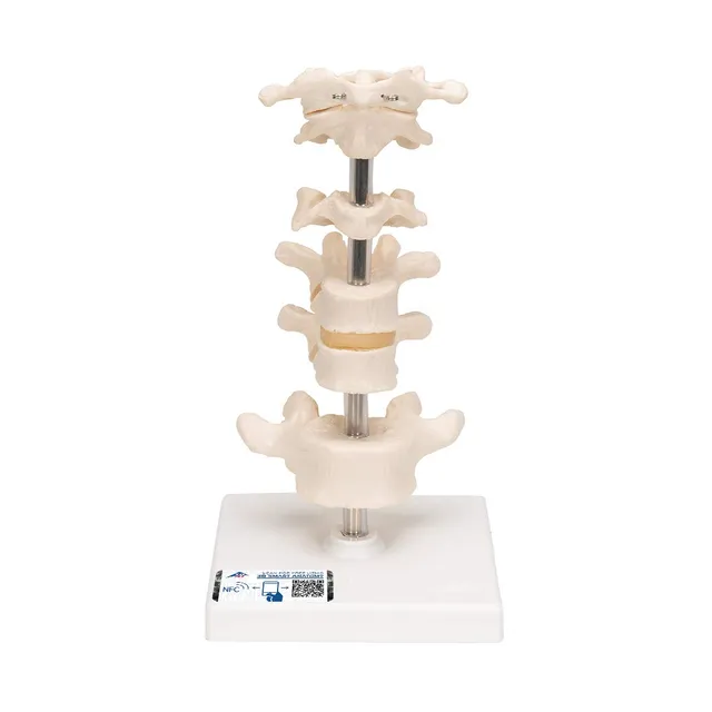 3b-scientific-6-modellwirbel-auf-stativ-22-cm-smart-anatomy-app image 1