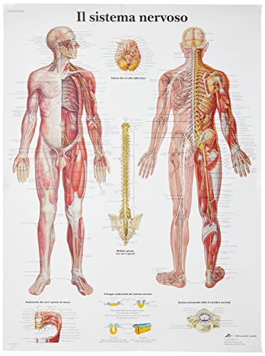 3b-scientific-anatomietafel-nervensystem-italienisch-50x67-cm-papier image 5