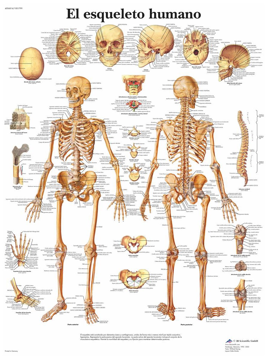 3b-scientific-menschliches-skelett-tafel-laminiertes-anatomieposter-50-x-67-cm image 2