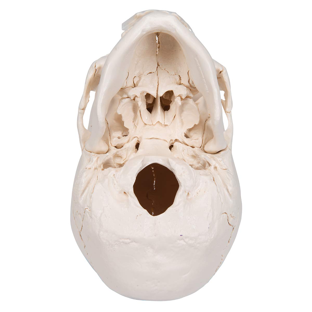 3b-scientific-a290-beauchene-erwachsenen-sch-del-22-teilig-knochenfarben-3b-smar image 6