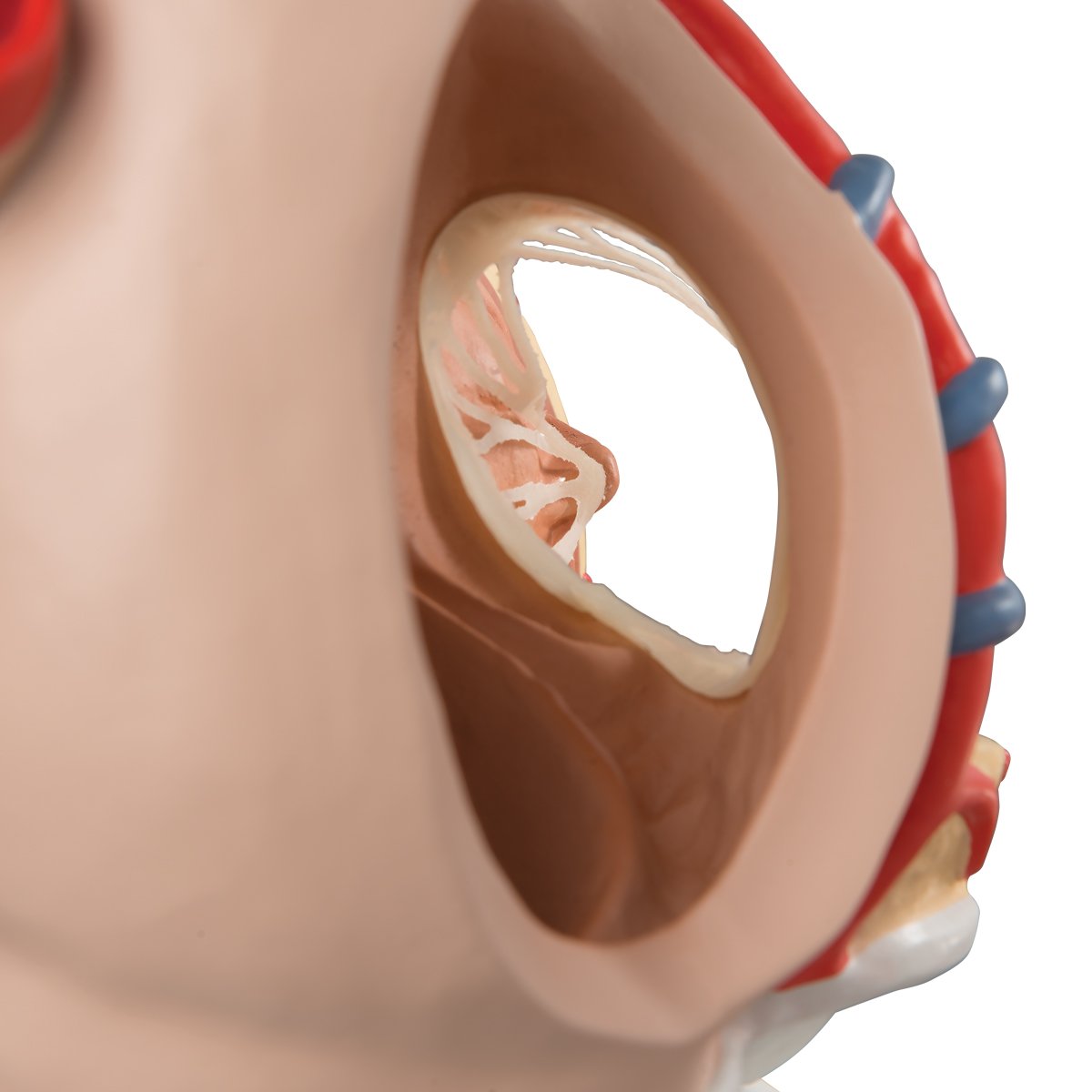 3b-scientific-herzmodell-mit-zwerchfell-3-fache-gr-e-10-teilig-smart-anatomy-app image 5