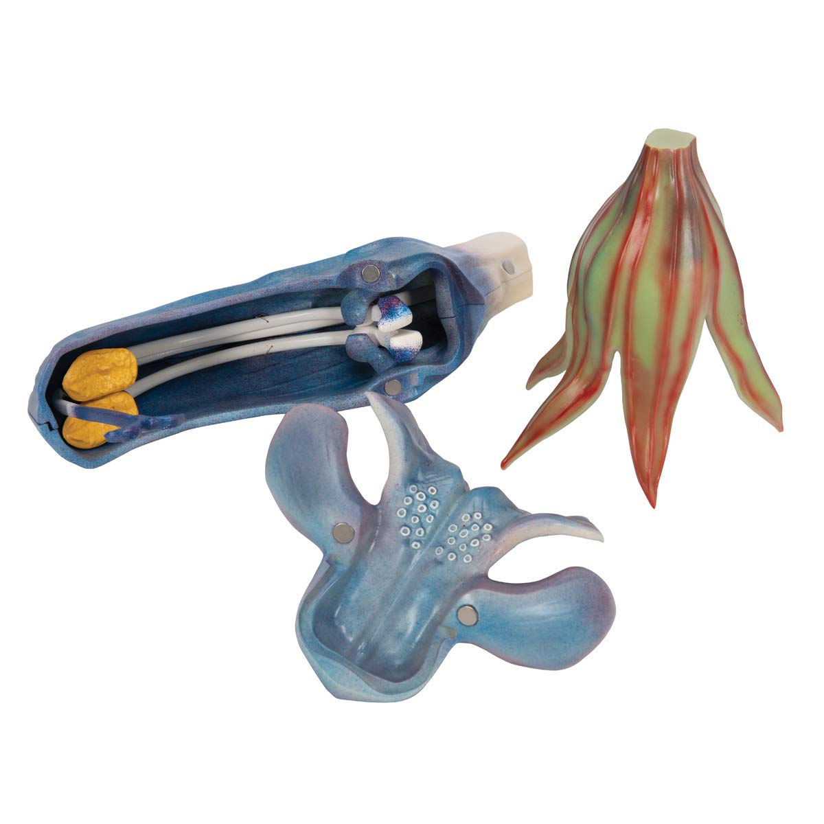 3b-scientific-wiesensalbeibl-te-salvia-pratensis-modell-zerlegbar image 7