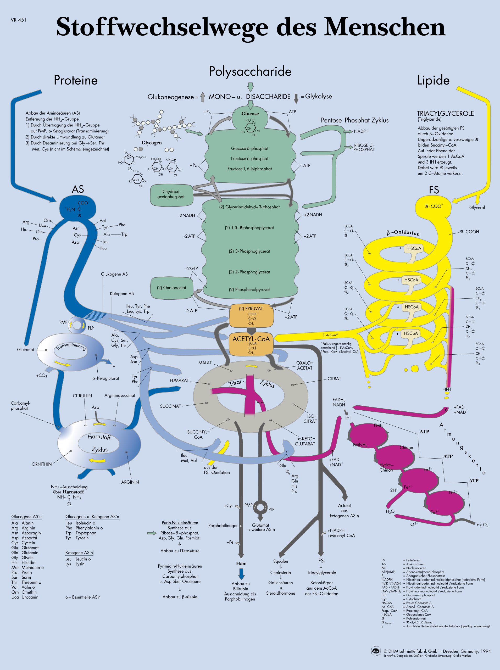 3b-scientific-lehrtafel-stoffwechselwege-des-menschen-poster-50-x-67-cm image 1