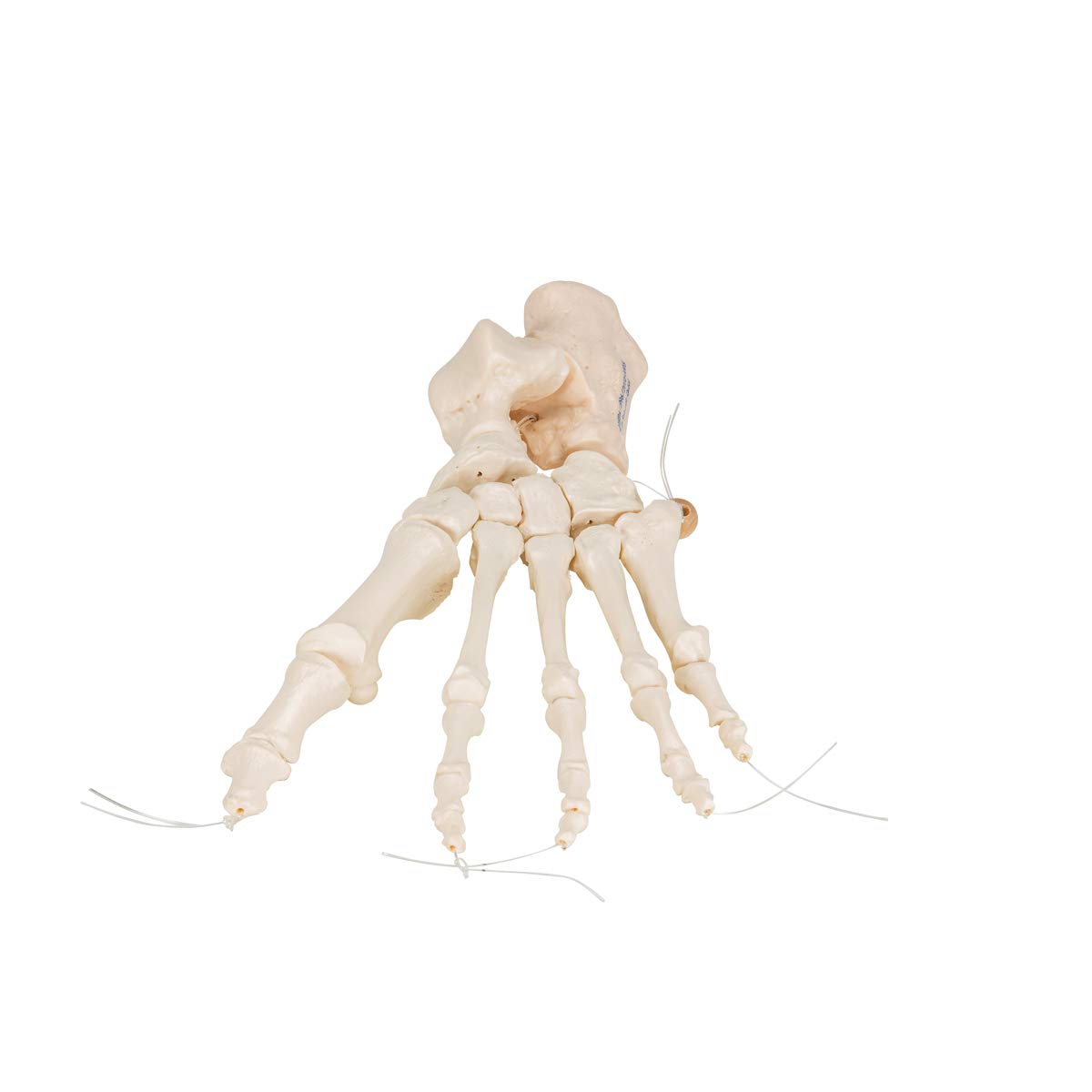 3b-scientific-fu-skelett-modell-lose-fu-knochen-auf-nylonschnur-aus-pvc image 6