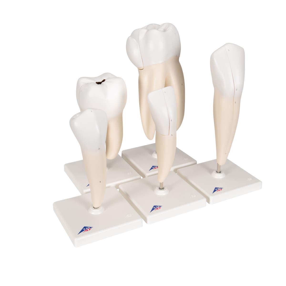 3b-scientific-zahnmodell-serie-set-5-vergr-erte-z-hne-pvc-mit-smart-anatomy-app image 5