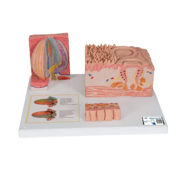 3b-scientific-microanatomy-zunge-modell-mit-3b-smart-anatomy-app image 1