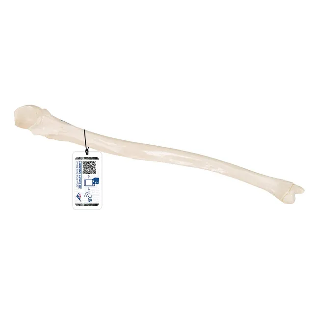 3b-scientific-ellenknochen-modell-ulna-unterarmknochen-replik-smart-anatomy-app image 1