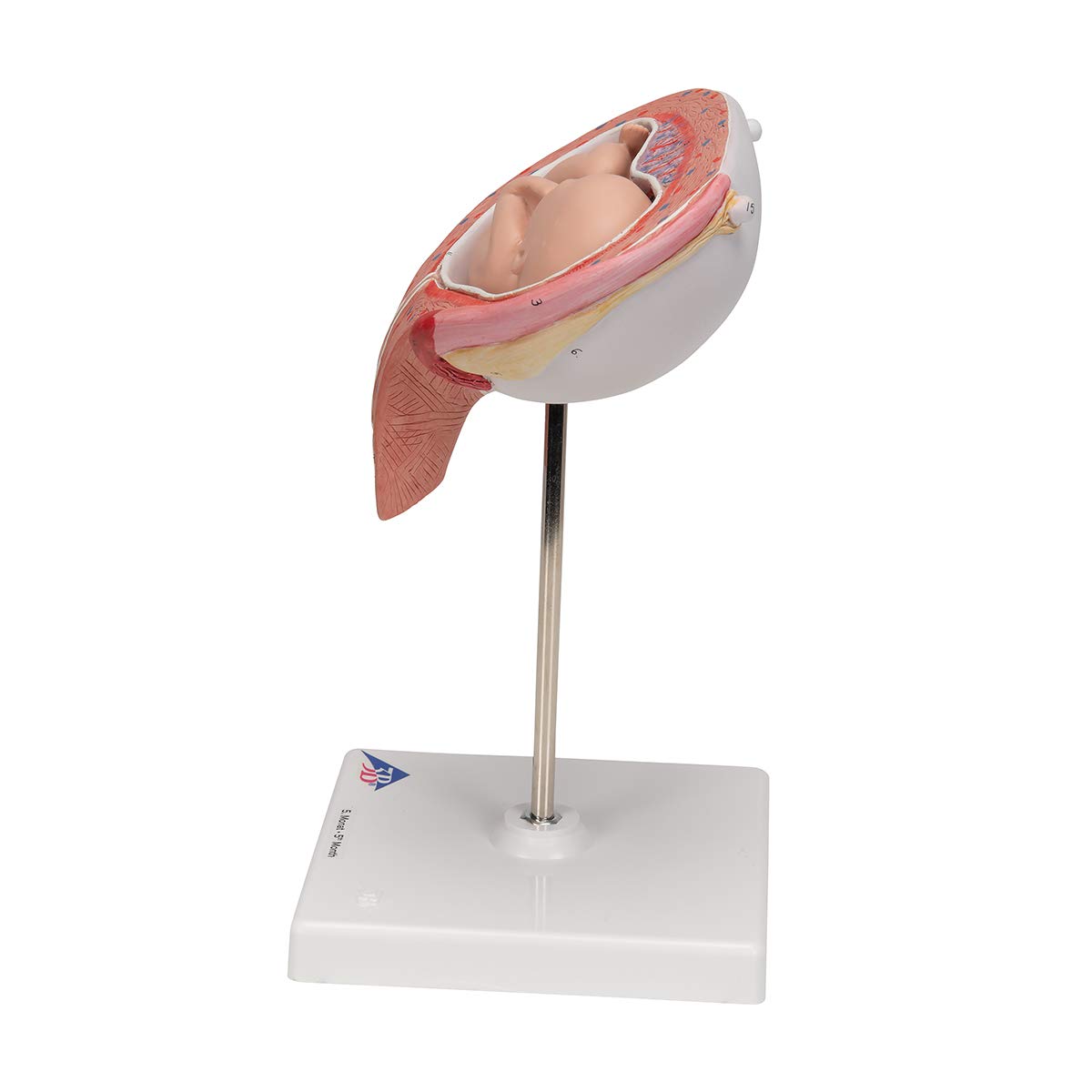 3b-scientific-fetus-modell-5-monat-r-ckenlage-l10-6-3b-smart-anatomy-app image 5