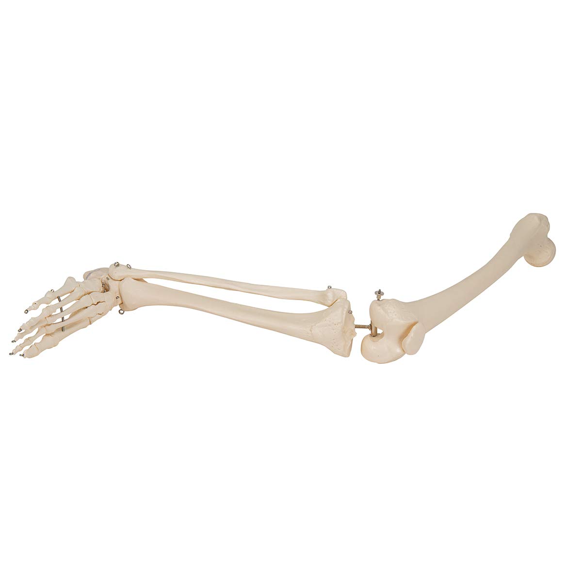 3b-scientific-beinskelett-mit-fu-lebensgro-es-anatomiemodell-smart-anatomy-app image 6